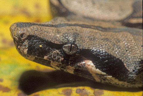 Close Up Of Boa Constrictor Imperator Nominal Colombia Colombian