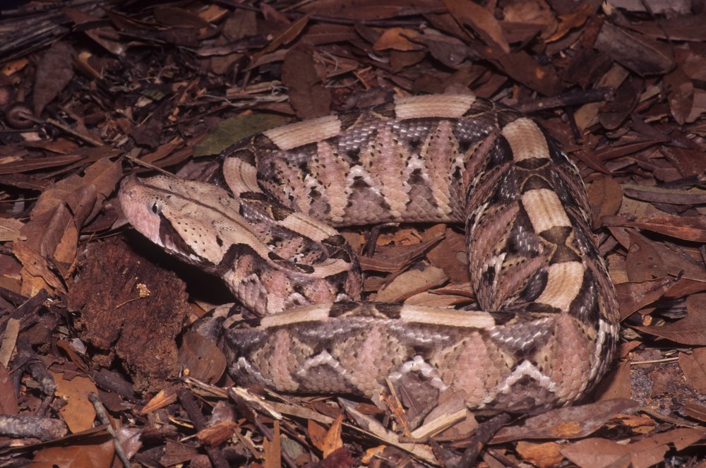 gaboon viper camouflage
