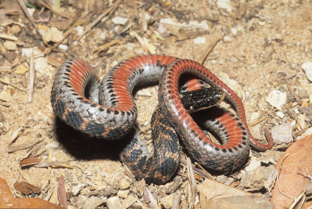 Kingsnake Blog Blog The Kirtlands Snake