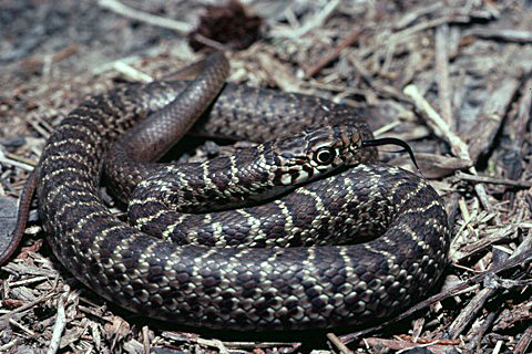 coluber constrictor foxii eye