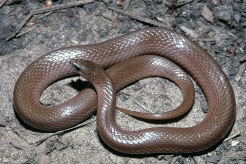 Western Smooth Earth Snake