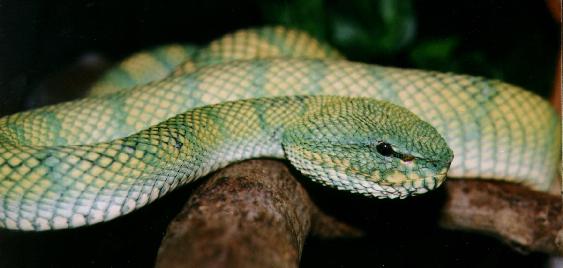 Wagler's Pit-viper, Tropidolaemus wagleri♀ Juveniles females have a  slender, lime green dorsum sparsely patterned with pairs of coloured…