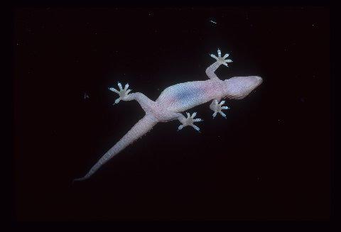 A Mediterranean gecko as seen from my desk.