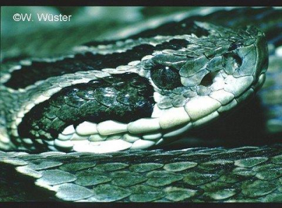 kingsnake blog Kingsnake.com Blog - Venomous snake may help with high ...