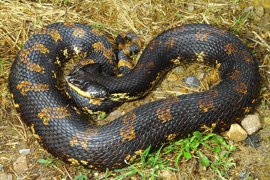 kingsnake blog Kingsnake.com Blog - Eastern Hognose Snakes in Kentucky