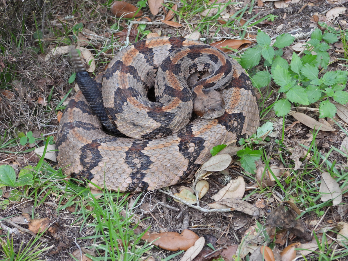 kingsnake.com - reptile and amphibian classifieds, breeders, forums ...