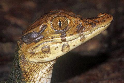 A profile of a yearling black caiman.