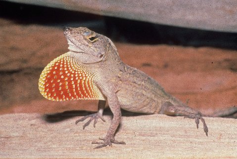 Male brown anoles have a cream or yellow edged red dewlap.