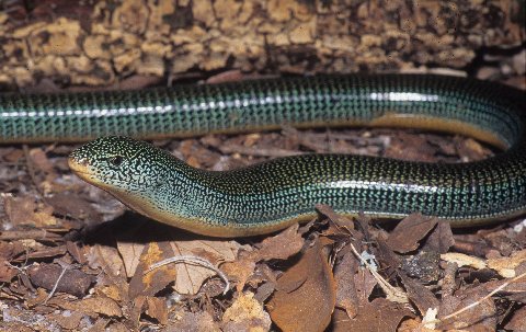 Aged adult eastern glass lizards often develop a blue overcast laterally.