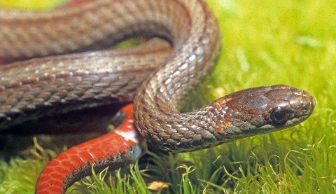 Compared to the nape blotches of the eastern subspecies, those of this subspecies are usually indistinct.