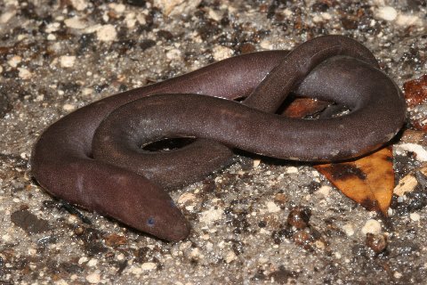 The one-toed amphiuma is an inhabitant of soupy mud habitats.