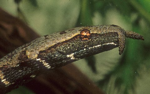 Although usually extended, the tentacles may occasionally fold downward.
