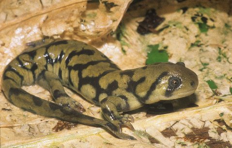 The light markings of this northwestern subspecies often form a reticulum.