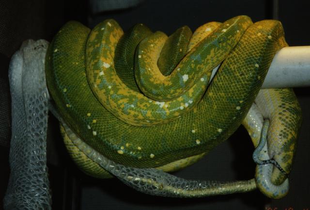 the Green Tree Python page: Locality Photo Gallery - Sorong